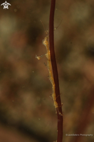 A Caprellidae | Skeleton Shrimp