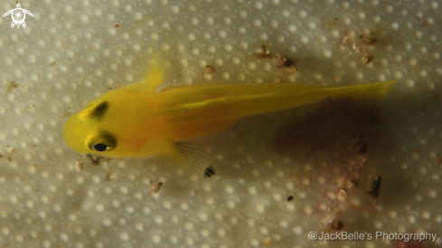 A Goby