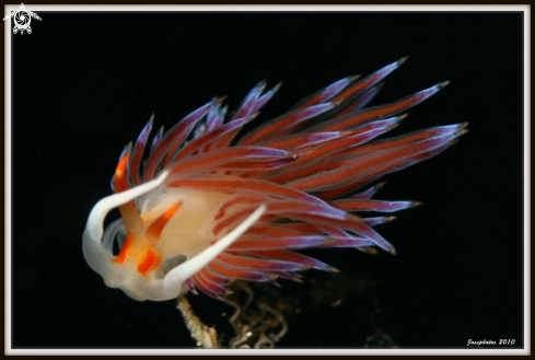 A nudibranch