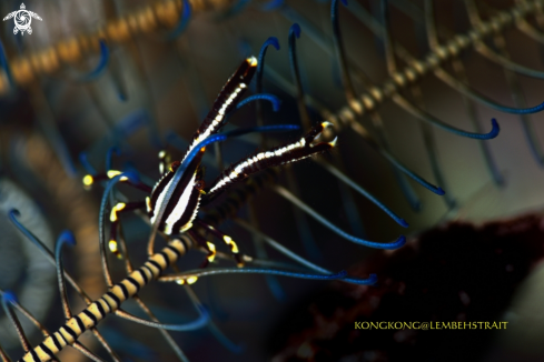 A Crinoid Squat lobster