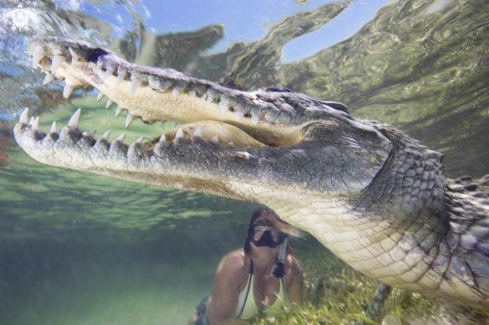 A woman end crocodile