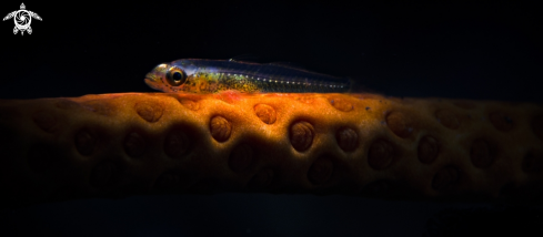 A Goby