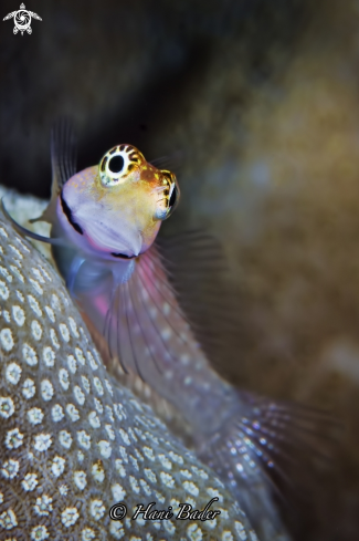 A Dentex Blenny