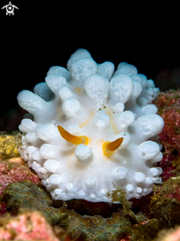 A Nudibranch