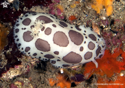 A Peltodoris Atromaculata