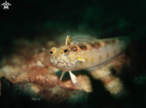 A Blackfin Sandperch | Blackfin Sandperch