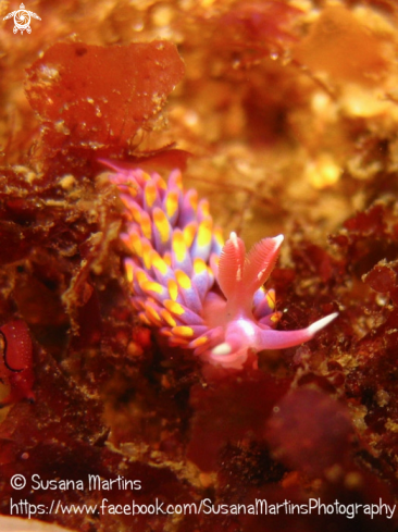 A Nudibranch