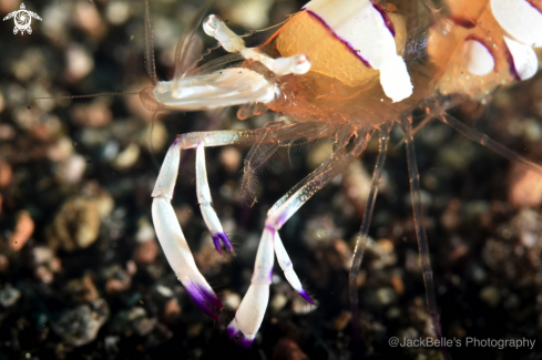 A Ancylomenes magnificus | Cleaner shrimp