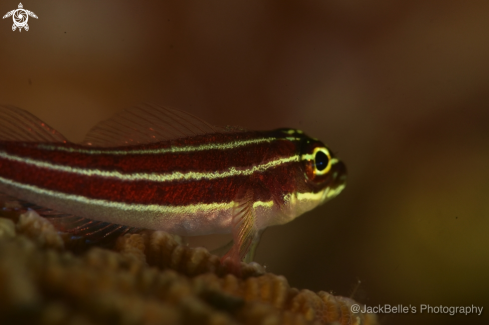 A Striped goby