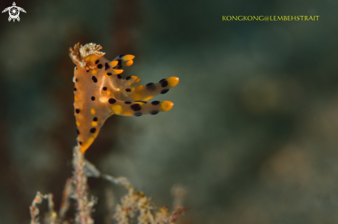 A Nudibranch