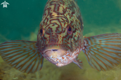 A Ballan Wrasse