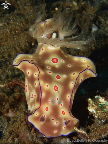 A Ceratosoma trilobatum