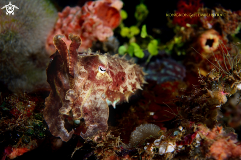 A Cuttlefish