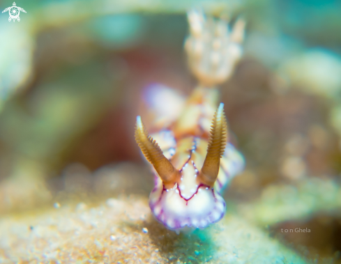 A Hypselodoris krakatoa | Nudibranch