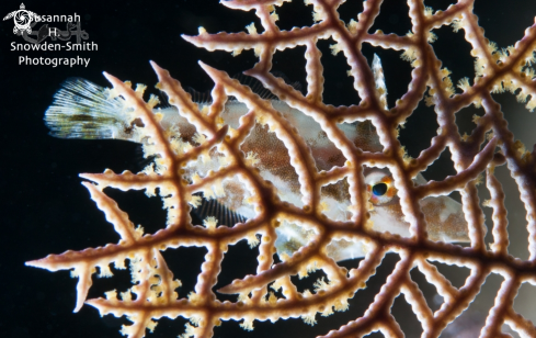 A Slender filefish