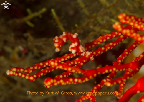 A Pygmy Seahorse