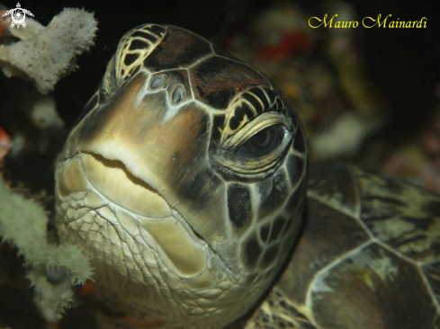 A Green turtle