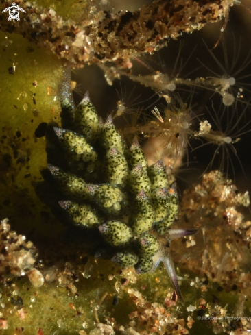 A Costasiella kuroshimae | Costasiella kuroshimae