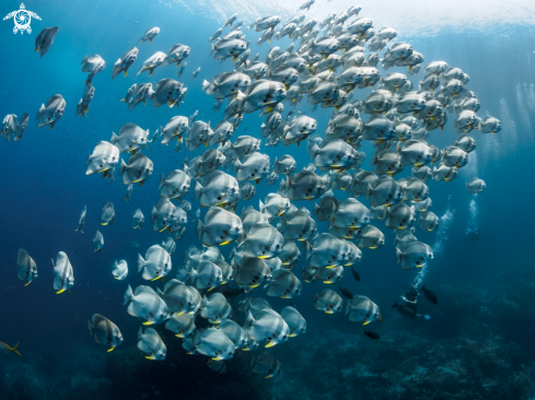 A Longfin Batfish