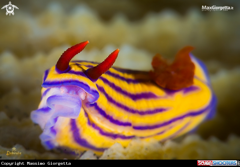 A nudibranch - Hypselodoris maridadilus 