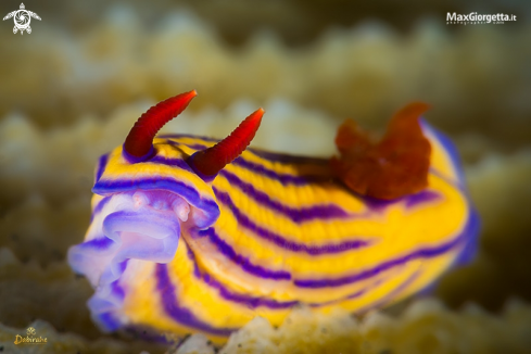 A nudibranch | nudibranch - Hypselodoris maridadilus 