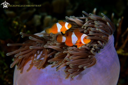 A Anemonefish