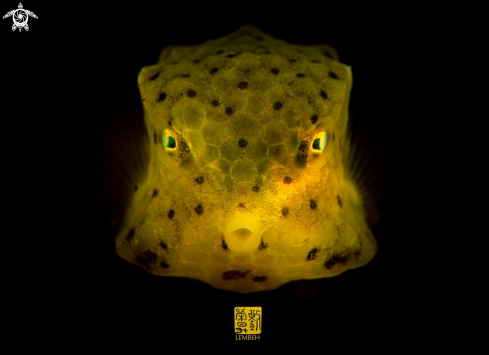 A Boxfish