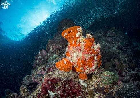 A Frog fish