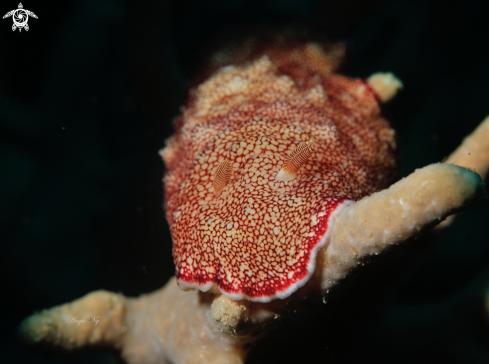 A Chromodoris reticulata | Nudi