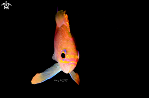 A Anthias