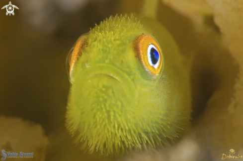 A Hairy goby