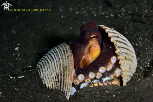 A Coconut Octopus