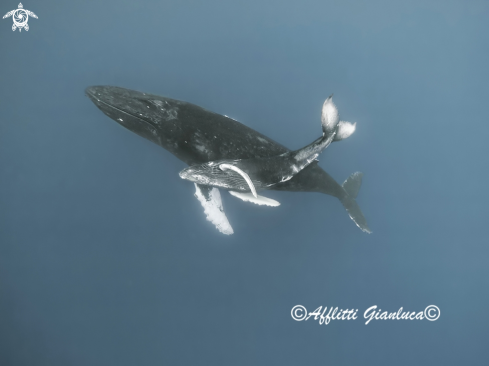 A humpback whales