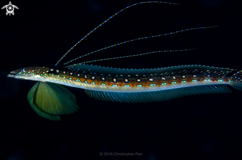 A Threadfin Sand Diver 