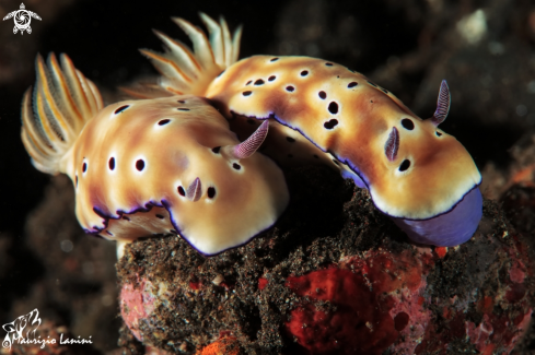 A Hypselodoris tryoni | Nudibranch