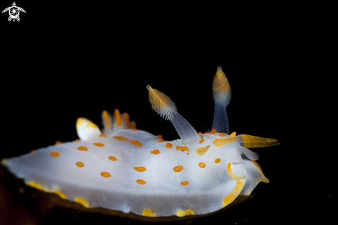 A Polycera quadrilineata