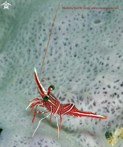 A Shrimp on a sponge