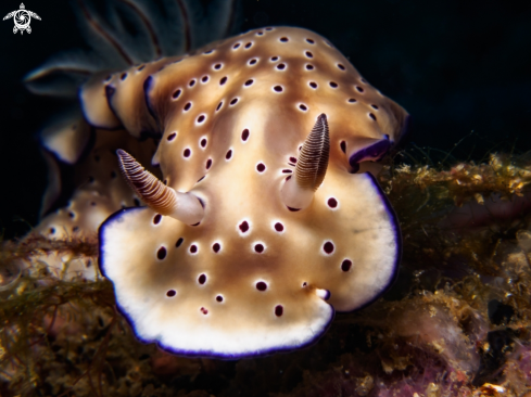 A Nudibranch