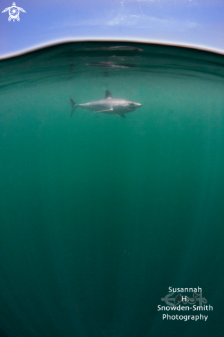 A Isurus oxyrinchus | Mako shark