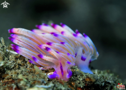 A Flabellina rubrolineata