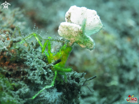 A Arrowhead Crab