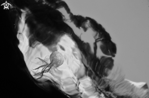 A  Medusa pelagia Noctiluca | 