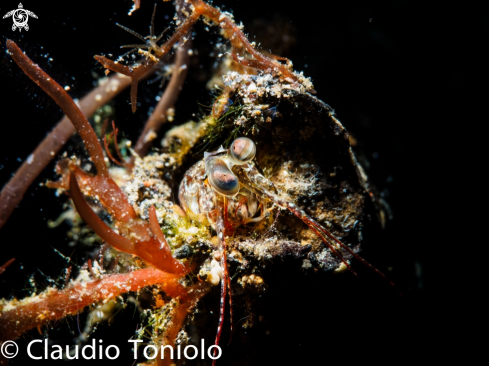 A Mantis Shrimp