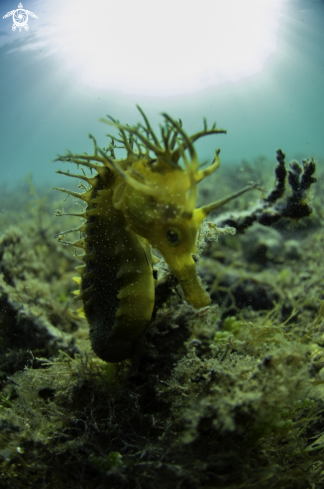 A seahorse