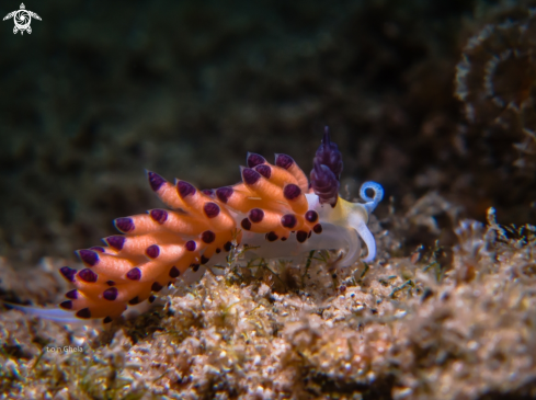 A Favorinus tsuruganus | Nudibranch