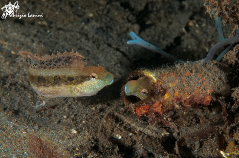 A Petroscirtes variabilis  | Blenny