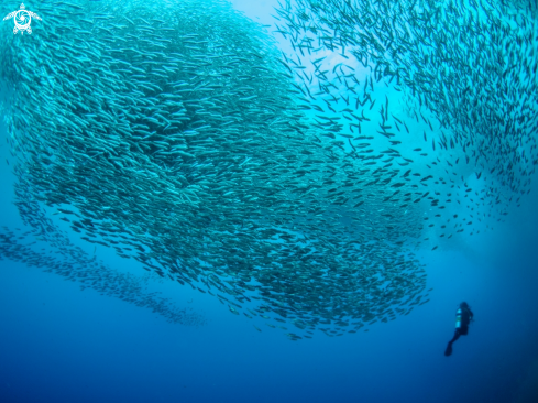 A Sardines