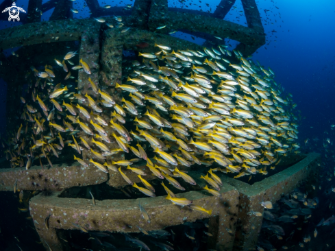 A Big Eye Snapper