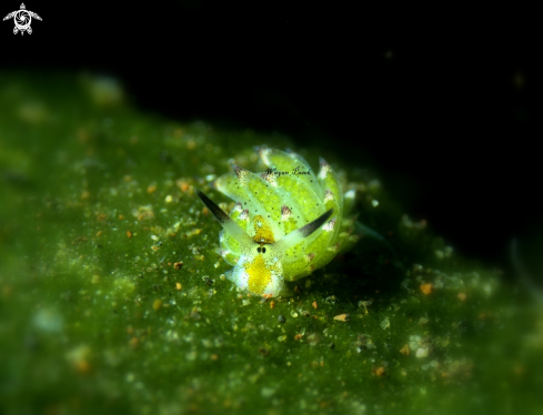 A Costasiella Kuroshimae | Costasiella