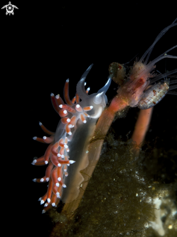 A Sudibranch, ampiphod and hydroid